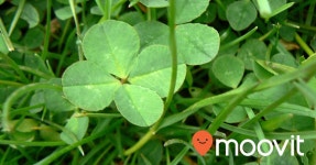 Moovit - Moovit’s Tips and Tricks for a Merry St Patrick’s Day Moovit’s Tips and Tricks for a Merry St Patricks Day