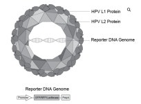 [Virongy - 한국 독점, 모아바이오] Pseudoviruses for Human Papillomaviridae | 연구용제품 > Bio마켓 | BRIC