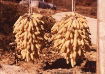 우리소리 아카이브 > 자료검색