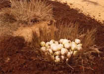 우리소리 아카이브 > 자료검색