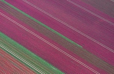 Beautifully Abstract Aerial Views of Colorful Tulip Fields in The Netherlands