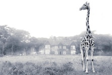 Photographer Shares Breakfast with Giraffes in Kenya