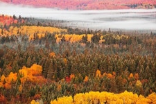 Breathtaking Autumn Colors Viewed Atop Oberg Mountain