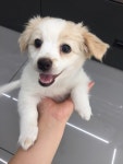 부산대 학생 커뮤니티 마이피누 - 강아지 분양