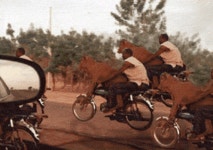 소는 누가 키울꺼야 소는!! - 자유게시판 - 부산대 학생 커뮤니티 마이피누