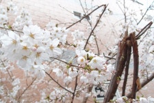 저희 동네를 구석구석 살펴봤습니다. - 자유게시판 - 부산대 학생 커뮤니티 마이피누