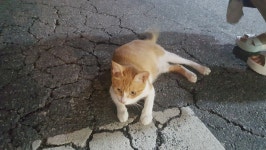 북문 씨유쪽에 집냥이같은 고양이가 있습니다 - 식물원(고민상담) - 부산대 학생 커뮤니티 마이피누