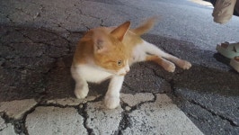 북문 씨유쪽에 집냥이같은 고양이가 있습니다 - 식물원(고민상담) - 부산대 학생 커뮤니티 마이피누