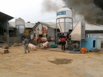 [속보] 당진시 신평면 돼지 농장 화재 현장:내외신문 ≪내외신문≫ [속보] 당진시 신평면 돼지 농장 화재 현장