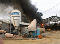 [속보] 당진시 신평면 돼지 농장 화재 현장:내외신문 ≪내외신문≫ [속보] 당진시 신평면 돼지 농장 화재 현장