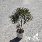 [나무인]금송묘목 키20cm 포트묘 : 묘목,조경,인테리어 - 심폴