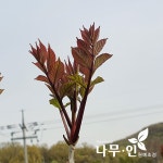 [나무인]들메나무 포트묘 : 묘목,조경,인테리어 - 심폴