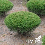 [나무인]옥향 둥근향 분뜨기폭30cm : 묘목,조경,인테리어 - 심폴