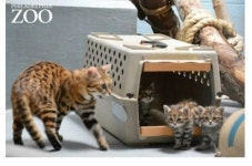 새끼 삵 - BATTLEPAGE