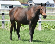 [말딸]나이스 네이처 - BATTLEPAGE