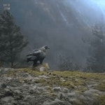 여우 사냥에 성공한 검독수리 .gif - BATTLEPAGE