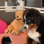 오구오구 내 새끼... - BATTLEPAGE