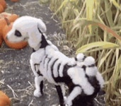 할로윈 목장견, - BATTLEPAGE