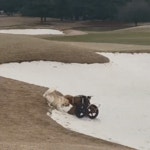 친구를 도와주는 멍멍이. - BATTLEPAGE