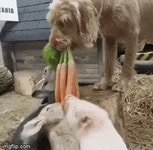 토끼 밥주는 멍멍이. - BATTLEPAGE