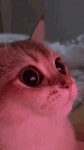 고양이 최면술 , gif - BATTLEPAGE