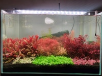 반려식물 - BATTLEPAGE