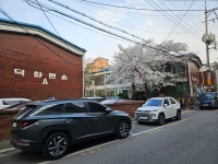 우리 동네 벚꽃포인트 힙한것같음 - BATTLEPAGE
