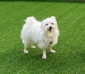 키우던 개 미로(10.10.03.~24.4.27.) 사진 모음 - BATTLEPAGE