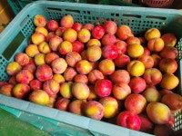 농사 근황 - BATTLEPAGE