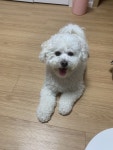 맡아둔 강아지가 내일 돌아가는데 오늘 뭐해주면 좋을까요? - BATTLEPAGE