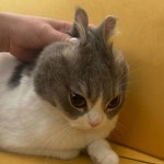 고양이 몇장 - BATTLEPAGE