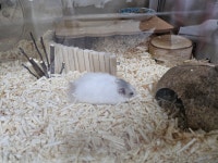 그냥 햄스터 ㅇㅇ - BATTLEPAGE