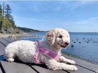 유기견 위해 지난 3년간 십시일반 모은 7600만 원 기부한 쿠팡 직원들 소중한 생명 위해 봉사” - 쿠팡 뉴스룸