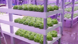 잠시 후 태국과 한판승부, “손준호 석방소식 기쁘다” | KBS 뉴스 잠시 후 태국과 한판승부, “손준호 석방소식 기쁘다”