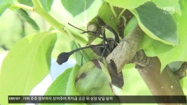 [마을의 꿈] 함께 놀고, 배우고, 일하는 ‘원고개마을 협동조합’ | KBS 뉴스 [마을의 꿈] 함께 놀고, 배우고, 일하는 ‘원고개마을 협동조합’