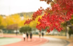가을 향기 가득한 삼성디스플레이 기흥 캠퍼스