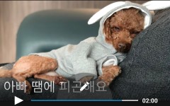 스마트폰으로 나만의 영상 제작 4편 - 쉽고 빠르게 편집 가능한 애플리케이션 ‘Quik’