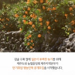 [tbs/시방 카드뉴스] 제주 감귤따기 단기알바 구함?! | 서울특별시 미디어재단 TBS