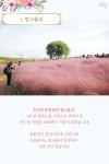 [카드뉴스] 핑크뮬리, 댑싸리와 하늘공원에서 인생샷 찍자! | 서울특별시 미디어재단 TBS