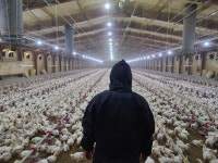 이러니 치킨 값이 비싸지...닭고기 가격 담합한 하림 등 무더기 적발 | 한국일보