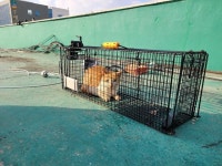 한국일보 : 포커스 취재 > 알고 싶어, 너와 너의 멍냥이