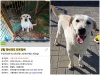 4년간 함께했지만… 경제적 사정으로 돌아온 리트리버 밤이 | 한국일보