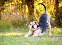 한국일보 : 포커스 취재 > 동물이 건강한 집