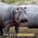 [애니팩트] 하마는 물속에서 음파로 소통을 한다-라이프ㅣ한국일보