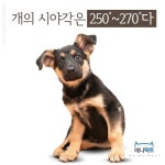 [애니팩트] 개의 시야 각은 250~270˚다-라이프ㅣ한국일보
