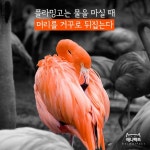 [애니팩트]플라밍고는 물을 마실 때 머리를 거꾸로 뒤집는다-라이프ㅣ한국일보