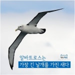 [애니팩트] 알바트로스는 가장 긴 날개를 가진 새다-라이프ㅣ한국일보