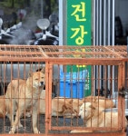 성남 모란시장, 개 도살장 없앤다-사회ㅣ한국일보