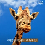 [애니팩트]기린은 현재 멸종위기에 놓여 있다-라이프ㅣ한국일보