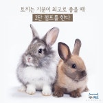 [애니팩트] 토끼는 기분이 최고로 좋을 때 2단 점프를 한다-라이프ㅣ한국일보